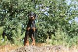 DOBERMANN 128